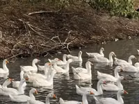लिंडा — फ़ोटो 6