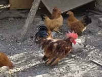 Chickens — photo 4
