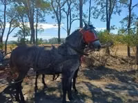 Mare, Horses — photo 3