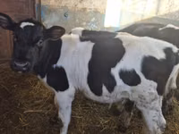 ثور, Russian Black pied cattle — الصورة 4