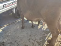गाय, Russian Black pied cattle — फ़ोटो 7