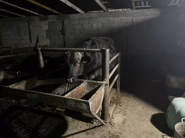 Vaca, Ganado vacuno