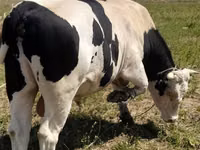 Бух, Russian Black pied cattle — 5 зураг