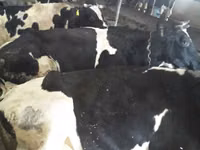 Cow, Cattle — photo 2