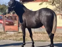حصان, Lipizzaner — الصورة 3