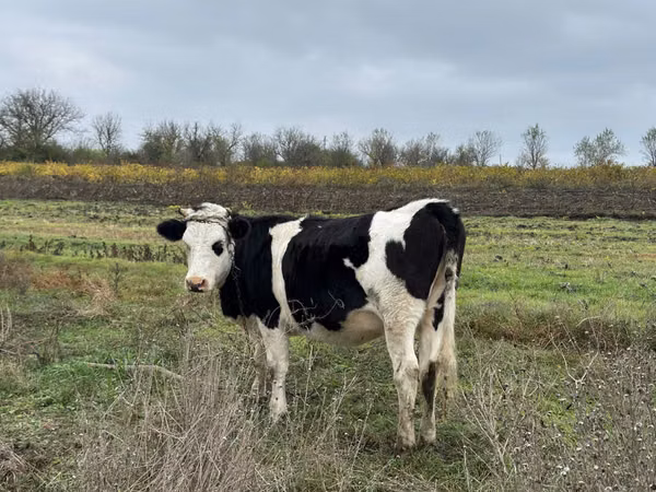 بقرة, Russian Black pied cattle