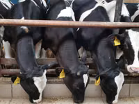 Cattle (batch, sex not specified), Simmental cattle — photo 7