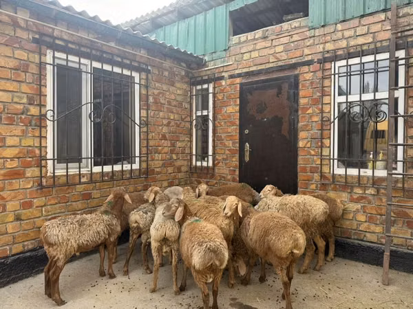 Carnero, Rhon sheep
