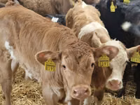 Cattle (batch, sex not specified), Simmental cattle — photo 5