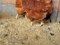 Chickens — 照片 3