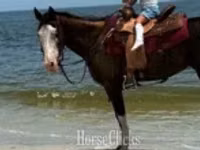 घोड़ी, American paint horse — फ़ोटो 6