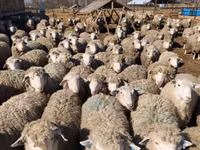Oveja, Kuibyshev sheep — foto 6