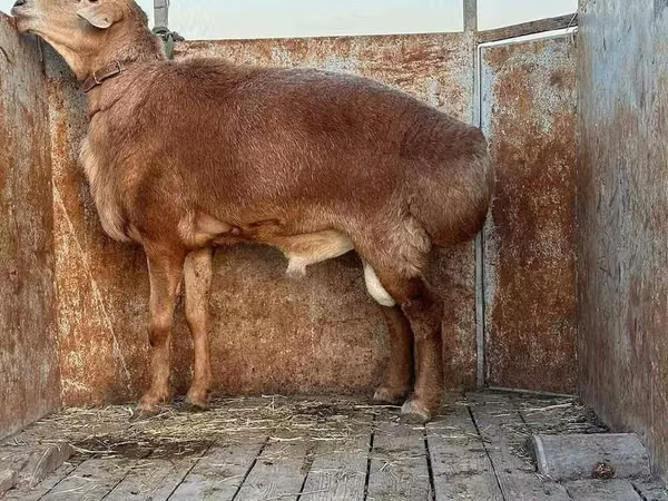 मेढ़ा, भेड़