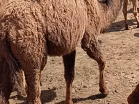 Тэмээ (бүлэг, хүйс заагаагүй), Kazakh Bactrian camel — 6 зураг