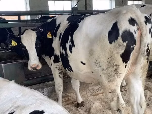 Cow, Holstein breed
