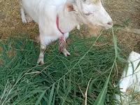 Goat, LaMancha goats — photo 3