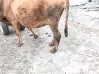母牛, Cattle — 照片 8