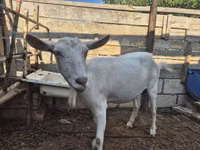 Goat, Saanen goat — photo 1