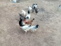 Chickens — 2 зураг