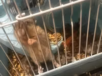 7 Hamster + qəfəs dəsti - Növbənöv xırda gəmirici üçün uyğun hamster — foto 3