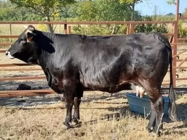 Vaca, Raza carpatiana marrón