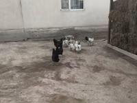 Адлер Сильвер — 3 зураг