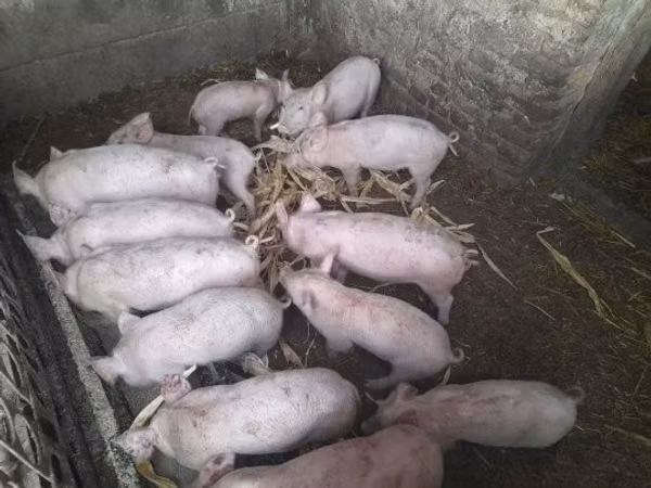 सूअर (लॉट, लिंग निर्दिष्ट नहीं), सूअर