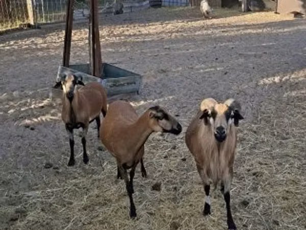 Ram, Cameroon sheep