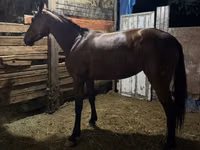 Азаргагүй морь, French Trotter — 2 зураг
