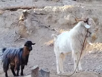 Goat, Irish goat — photo 2