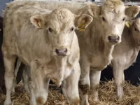 Cattle (batch, sex not specified), Simmental cattle — photo 2