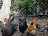 Chickens — Foto 3