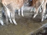 母牛, Cattle — 照片 4