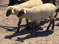 Хуц, Hampshire sheep — 4 зураг