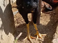 Chickens — फ़ोटो 2