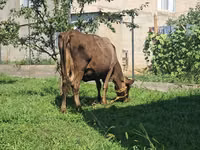 Үнээ, Swiss cattle — 4 зураг