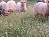 Ram, Racka sheep — photo 3