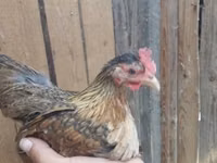 Japanisches Bantam — Foto 5