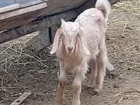 बकरा, Damask goat — फ़ोटो 1