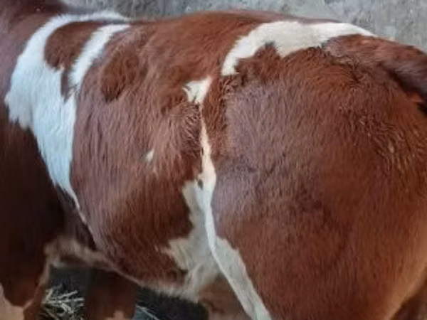 ثور, Simmental cattle