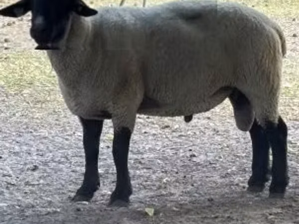 公羊, White Suffolk sheep