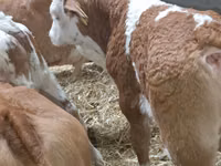 Cattle (batch, sex not specified), Simmental cattle — photo 1