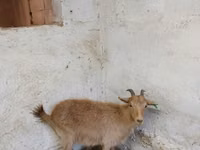 Cabra, Saanen goat — foto 3