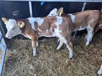 ثور, Simmental cattle — الصورة 2