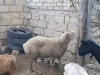 Sheep, Sheep — photo 4
