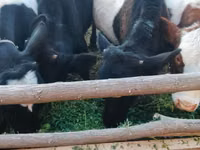 सांड, Russian Black pied cattle — फ़ोटो 2