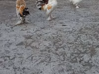 Japanisches Bantam — Foto 5