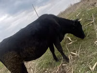 Cow, Alatau breed — photo 1