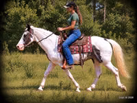 Horse (M), National Show Horse — photo 4