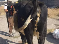 母牛, Russian Black pied cattle — 照片 6